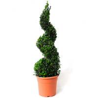 Самшит (буксус) вечнозеленый, форма: спираль купить