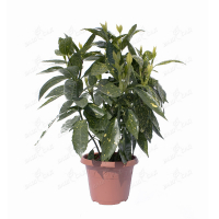 Аукуба японская Crotonifolia купить