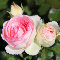 Троянда плетиста Еден Роуз купить