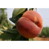 Персик Коллинз купить