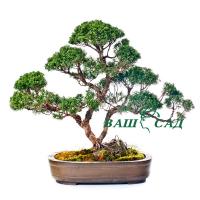 Бонсай Можжевельник китайский(Juniperus Chinensis) купить