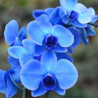 Орхидея фаленопсис синяя 2 цветоноса купить