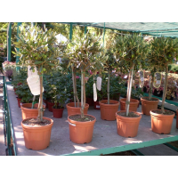 Олива европейская (Оливковое дерево 0,90м) купить