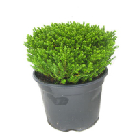 Хебе Emerald Green купить