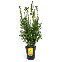 Тис средний Хиллии купить