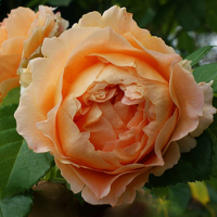 Троянда плетиста Polka (Полька) купить