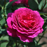 Троянда чайно-гібридна Purple (Перпл) купить