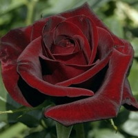 Троянда чайно-гібридна Black Magic (Блек Меджик) купить