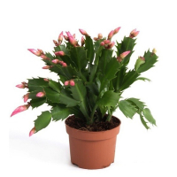 Шлюмбергера микс купить