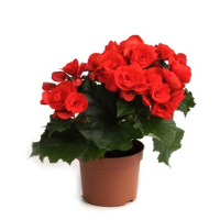 Бігонія квітуча мікс купить