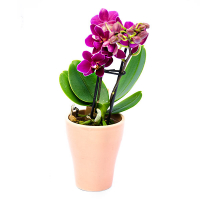 Орхидея фаленопсис мини купить