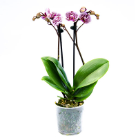 Орхидея фаленопсис миди купить