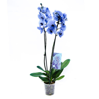Орхидея фаленопсис синяя 2 цветоноса купить