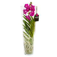 Орхидея Ванда в стеклянной вазе купить