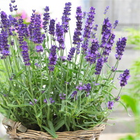 Лаванда вузьколиста Hidcote купить