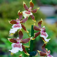 Орхідея Камбрія мікс купить