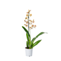 Орхидея Камбрия микс купить