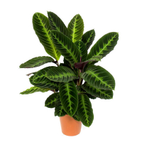 Калатея Варшевича купить