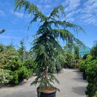 Кедр гималайский пендула купить