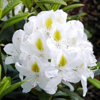 Рододендрон гібридний Мадам Массон купить