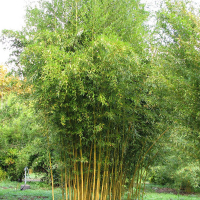 Бамбук Биссета купить