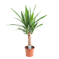 Юкка купить