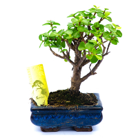 Бонсай микс купить