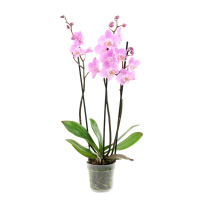 Орхідея фаленопсис 2 квітконоси мікс купить