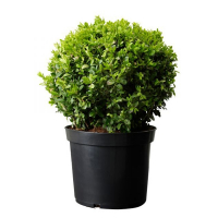 Самшит вечнозеленый (Buxus), форма шар купить