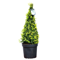 Самшит вечнозеленый (Buxus), форма: пирамида купить