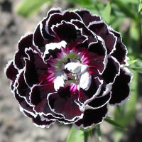 Діантус Diantica Velvet купить