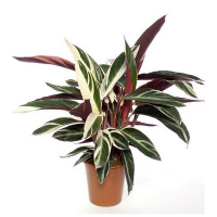 Строманта Триocтар купить