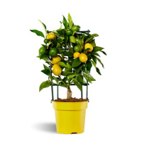 Цитрус  floridana Limonella купить