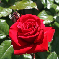 Троянда чайно-гібридна Софі Лорен купить