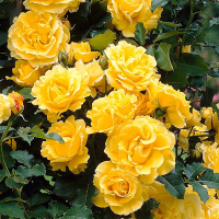 Троянда плетиста Family Yellow (Фемелі Йеллоу) купить