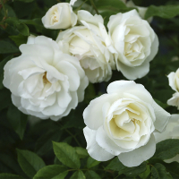 Троянда плетиста Family White (Фемелі Уайт) купить