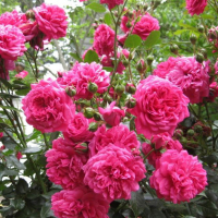 Троянда плетиста Family Pink (Фемелі Пінк) купить