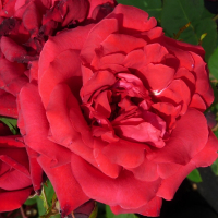 Роза плетистая Mushimara (Мушимара) купить