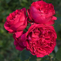 Роза парковая Red Eden Rose (Ред Эден Роуз) купить