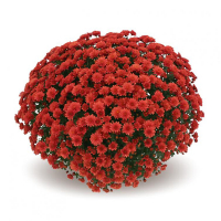 Хризантема микс купить