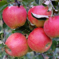 Яблуня Прима купить