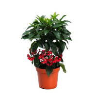 Ардизия городчатая купить