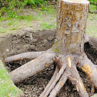 Викорчування дерев вручну (без вивезення відходів): діаметр ствола до 10 см, ціна за шт купить