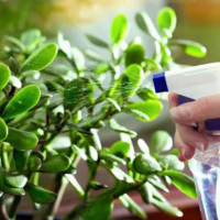 Обработка комнатных растений препаратами защиты (до 1л) купить