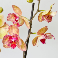 Орхидея фаленопсис 2 цветоноса купить