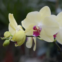 Орхідея фаленопсис 2 квітконоси купить