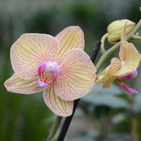 Орхидея фаленопсис 2 цветоноса купить