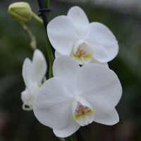 Орхидея фаленопсис 1 цветонос купить