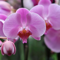 Орхидея фаленопсис 1 цветонос купить