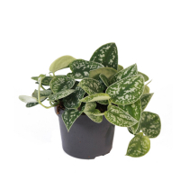 Сциндапсус Аргіреус плямистий купить